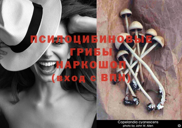 сатива Покачи